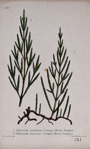 view Two species of marsh samphire plant (Salicornia species): leafy stems. Coloured lithograph by W. G. Smith, c. 1863, after himself.