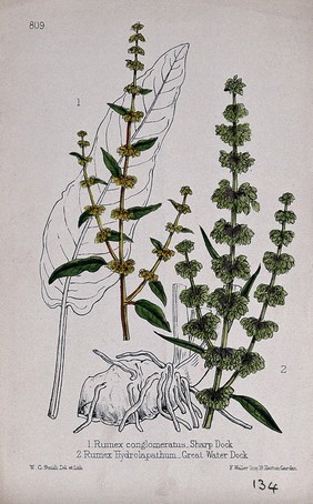 Two species of dock (Rumex species): flowering stems with leaf and rhizome. Coloured lithograph by W. G. Smith, c. 1863, after himself.