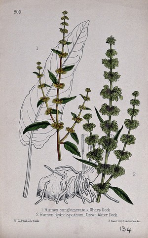 view Two species of dock (Rumex species): flowering stems with leaf and rhizome. Coloured lithograph by W. G. Smith, c. 1863, after himself.