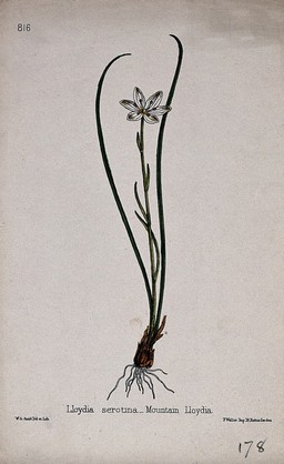 Snowdon lily (Lloydia serotina): entire flowering plant. Coloured lithograph by W. G. Smith, c. 1863, after himself.
