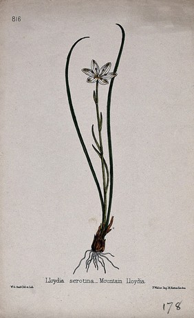 Snowdon lily (Lloydia serotina): entire flowering plant. Coloured lithograph by W. G. Smith, c. 1863, after himself.