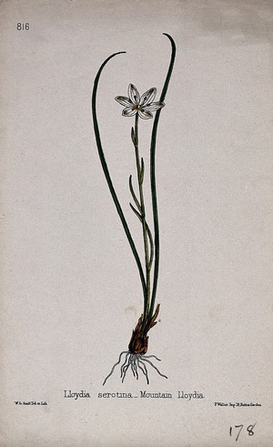 view Snowdon lily (Lloydia serotina): entire flowering plant. Coloured lithograph by W. G. Smith, c. 1863, after himself.