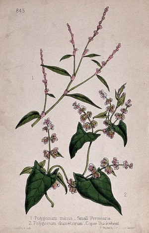 view Two species of knotweed (Polygonum species): flowering stems. Coloured lithograph by W. G. Smith, c. 1863, after himself.