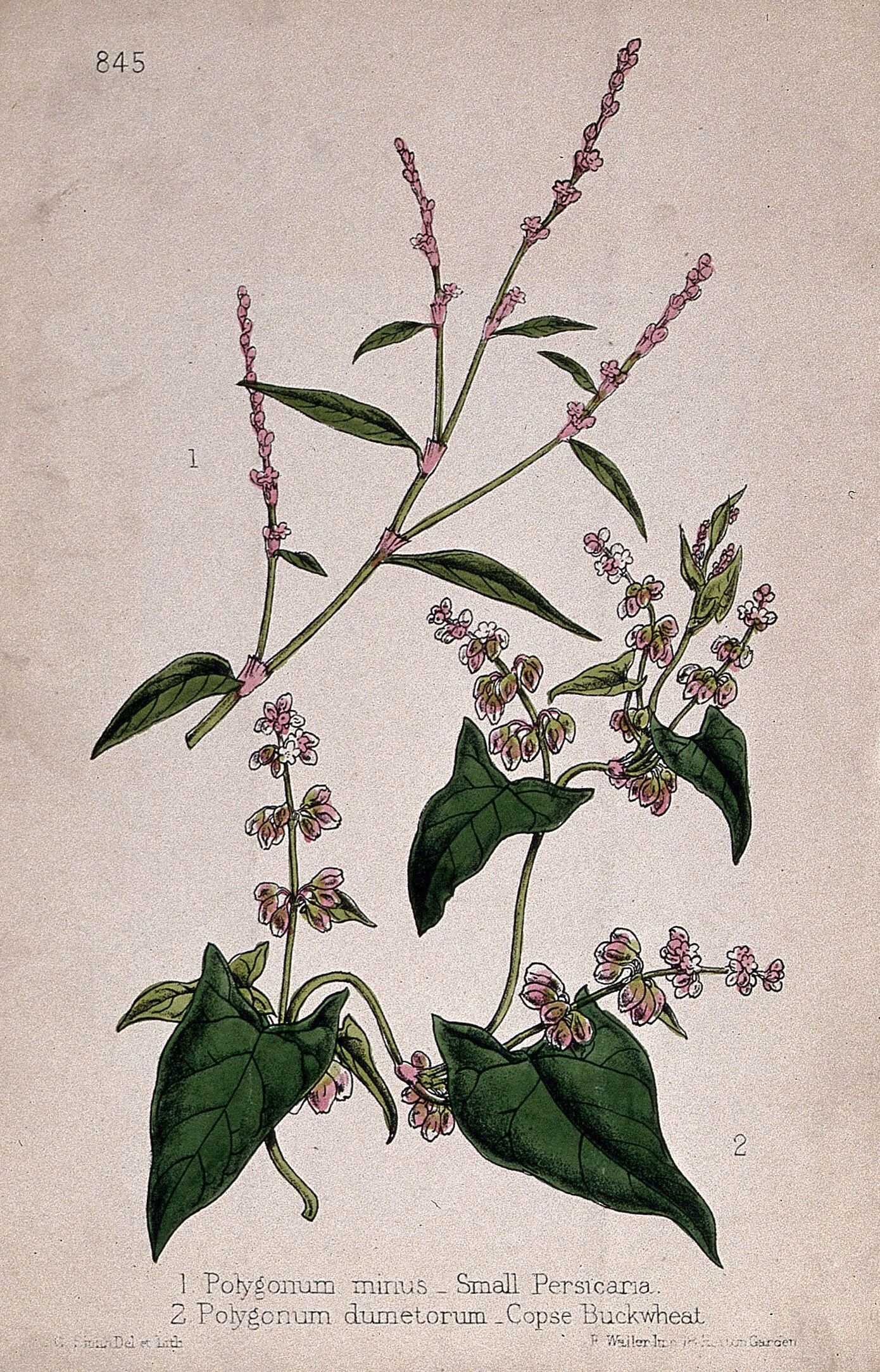  Polygonum Online