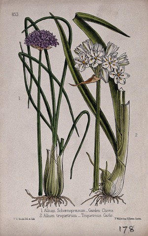 view Chives (Allium schoenoprasum) and a garlic plant (Allium triquetrum): flowering stems and bulbs. Coloured lithograph by W. G. Smith, c. 1863, after himself.