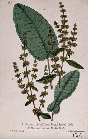 view Two species of dock (Rumex species): flowering stems with leaves. Coloured lithograph by W. G. Smith, c. 1863, after himself.