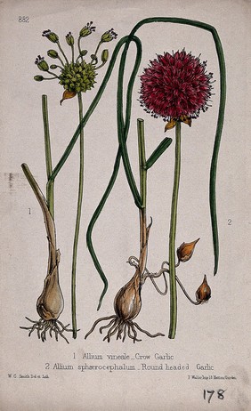 Round-headed garlic (Allium sphaerocephalon) and crow garlic (Allium vineale): flowering stems and bulbs. Coloured lithograph by W. G. Smith, c. 1863, after himself.