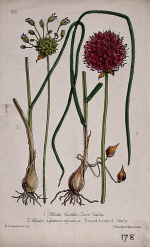 view Round-headed garlic (Allium sphaerocephalon) and crow garlic (Allium vineale): flowering stems and bulbs. Coloured lithograph by W. G. Smith, c. 1863, after himself.