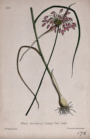 view A garlic plant (Allium carinatum): entire flowering plant in two sections. Coloured lithograph by W. G. Smith, c. 1863, after himself.