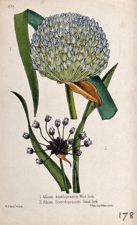 A leek (Allium ampeloprasum) and sandleek (Allium scorodoprasum): flowerheads. Coloured lithograph by W. G. Smith, c. 1863, after himself.