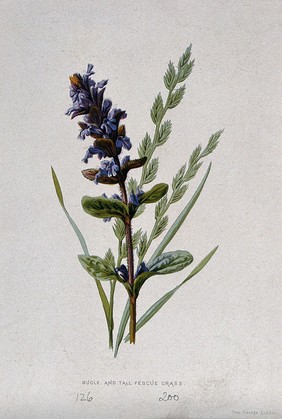 A bugle flower (Ajuga reptans) and fescue grass (Festuca elatior). Chromolithograph, c. 1877, after F. E. Hulme.