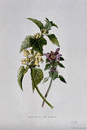 view A red dead-nettle (Lamium purpureum) and white dead-nettle (Lamium album). Chromolithograph, c. 1877, after F. E. Hulme.