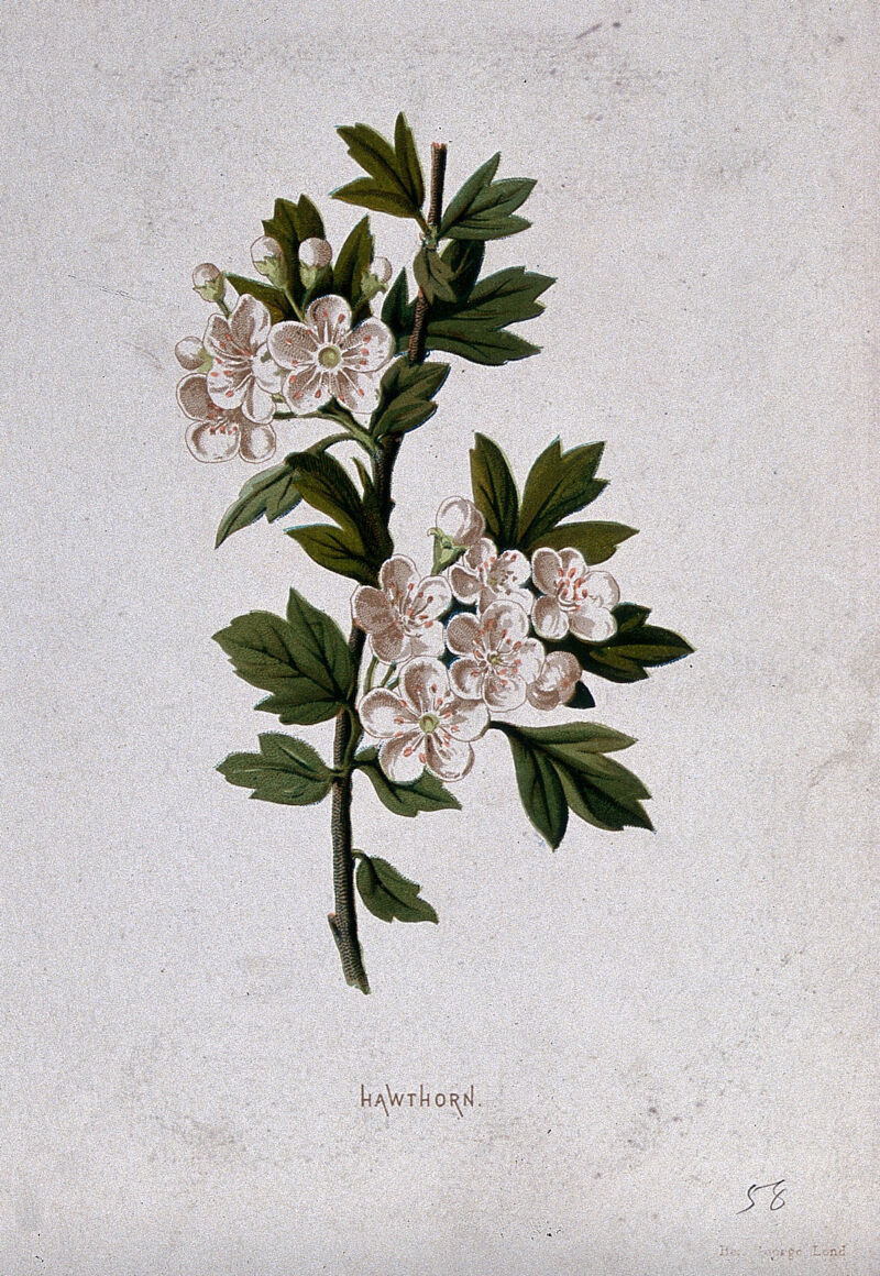 Hawthorn (Crataegus oxycantha): flowering stem. Chromolithograph, c. 1877, after F. E. Hulme., [1877-1900], by Frederick Edward Hulme