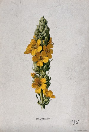 view Common mullein (Verbascum thapsus): flowering stem. Chromolithograph, c. 1877, after F. E. Hulme.