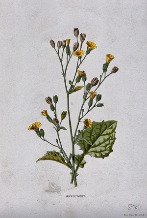 view Nipplewort (Lapsana communis): flowering stem and leaf. Chromolithograph, c. 1877, after F. E. Hulme.