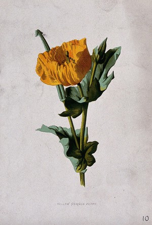 view Yellow horned poppy (Glaucium flavum): flowering and fruiting stem. Chromolithograph, c. 1877, after F. E. Hulme.