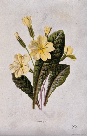 view Primrose (Primula vulgaris): flowering stems and leaves. Chromolithograph, c. 1877, after F. E. Hulme.