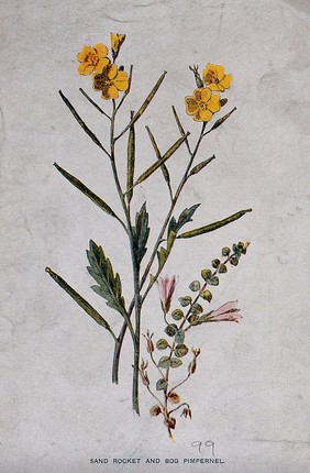 Wall rocket (Diplotaxis muralis) and bog pimpernel (Anagallis tenella): flowering and fruiting stems. Chromolithograph, c. 1877, after F. E. Hulme.