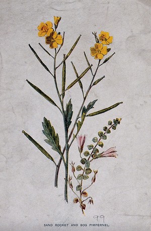 view Wall rocket (Diplotaxis muralis) and bog pimpernel (Anagallis tenella): flowering and fruiting stems. Chromolithograph, c. 1877, after F. E. Hulme.