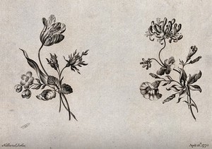 view Two sprigs of flowers, including tulip and honeysuckle, meant as designs for embroidery. Etching with engraving after W. Kilburn, 1775.