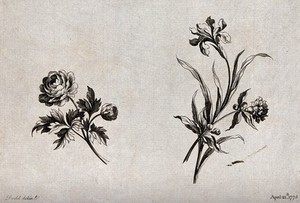 view Two sprigs of flowers, including iris and double Narcissus, meant as designs for embroidery. Etching with engraving after W. Kilburn, 1775.