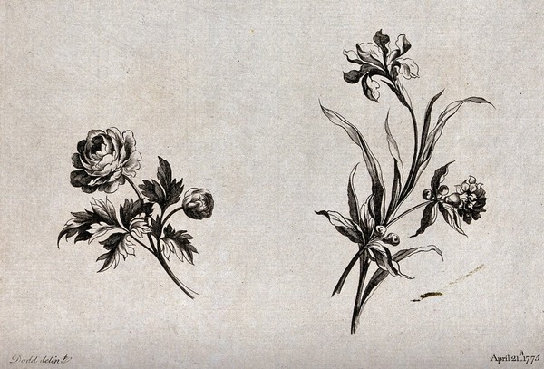 Two sprigs of flowers, including iris and double Narcissus, meant as designs for embroidery. Etching with engraving after W. Kilburn, 1775.