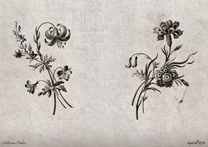 view Two sprigs of flowers, including lilies, carnations and Auricula, meant as designs for embroidery. Etching with engraving after W. Kilburn, 1775.