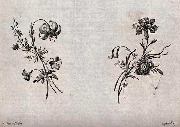 Two sprigs of flowers, including lilies, carnations and Auricula, meant as designs for embroidery. Etching with engraving after W. Kilburn, 1775.