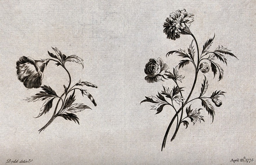 Two sprigs of flowers, including Convolvulus and carnations, meant as designs for embroidery. Etching with engraving after Dodd, 1775.