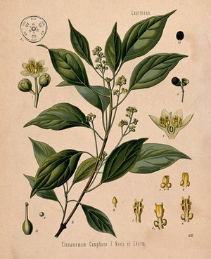 view Camphor tree (Cinnamomum camphora): flowering branch and floral segments. Chromolithograph, c. 1887, after W. Müller.