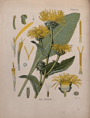 view Elecampane plant (Inula helenium): flowering stem, leaf and floral segments. Chromolithograph, c. 1887, after W. Müller.