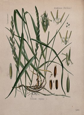 Couch grass (Elymus repens): flower and seedheads with roots and floral segments. Chromolithograph, c. 1887, after W. Müller.