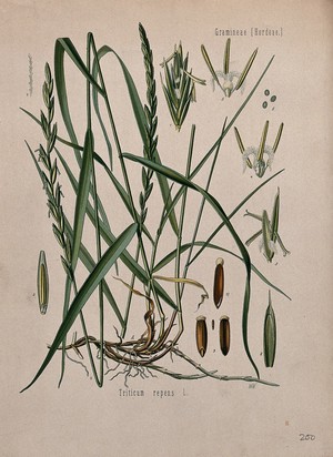 view Couch grass (Elymus repens): flower and seedheads with roots and floral segments. Chromolithograph, c. 1887, after W. Müller.