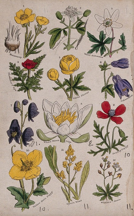 Twelve British wild flowers with their common names. Coloured engraving, c. 1861, after J. Sowerby.