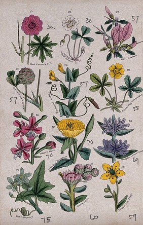 Twelve British wild flowers with their common names. Coloured engraving, c. 1861, after J. Sowerby.