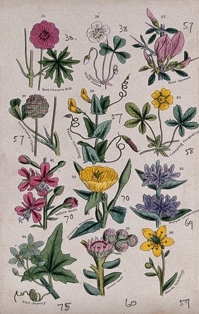 British Wild Flowers Illustrated by John E. Sowerby. by