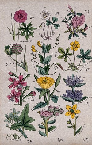 view Twelve British wild flowers with their common names. Coloured engraving, c. 1861, after J. Sowerby.