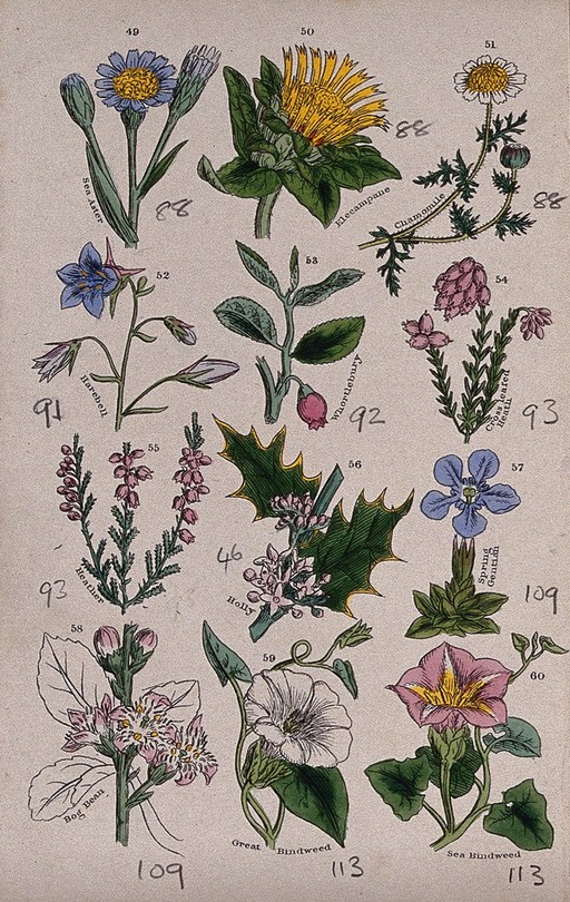 Twelve British wild flowers with their common names. Coloured engraving, c. 1861, after J. Sowerby.
