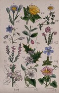 view Twelve British wild flowers with their common names. Coloured engraving, c. 1861, after J. Sowerby.