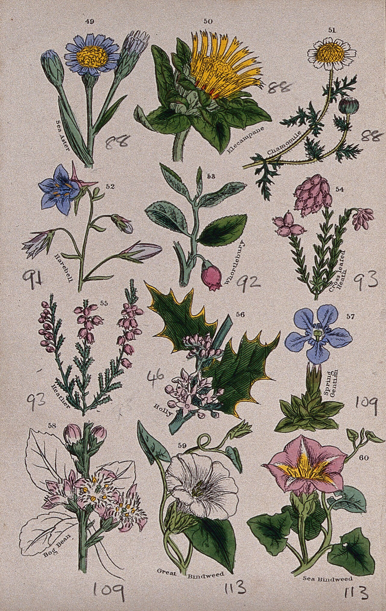 Twelve British wild flowers with their common names. Coloured engraving, c. 1861, after J. Sowerby., 1861, by John Edward Sowerby