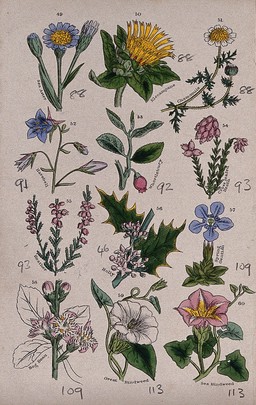 Twelve British wild flowers with their common names. Coloured engraving, c. 1861, after J. Sowerby.