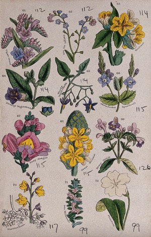 view Twelve British wild flowers with their common names. Coloured engraving, c. 1861, after J. Sowerby.