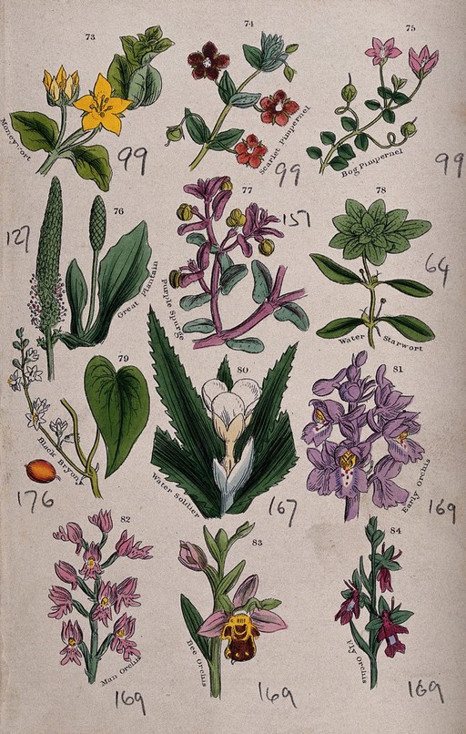 Twelve British wild flowers with their common names. Coloured engraving, c. 1861, after J. Sowerby.