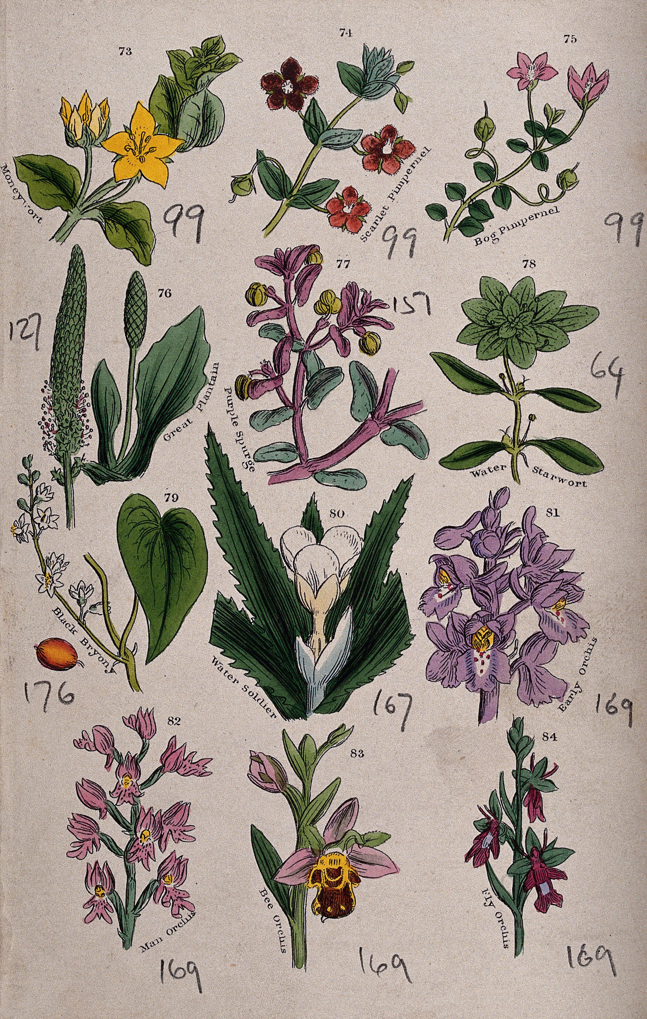 Twelve British wild flowers with their common names