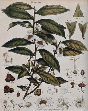 Tea plant (Camellia sinensis): flowering stem with sectioned leaf and many floral segments. Coloured engraving by J. Miller, c. 1771.