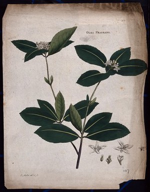 view Kwei plant (Osmanthus fragrans): flowering stem with floral segments. Coloured etching by J. Miller, c. 1771.