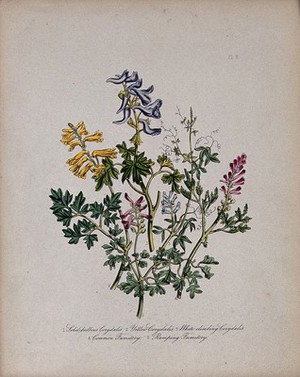 view Five British wild flowers, three Corydalis species, and two similar fumitory species. Coloured lithograph, c. 1846, after H. Humphreys.