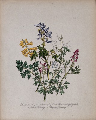 Five British wild flowers, three Corydalis species, and two similar fumitory species. Coloured lithograph, c. 1846, after H. Humphreys.