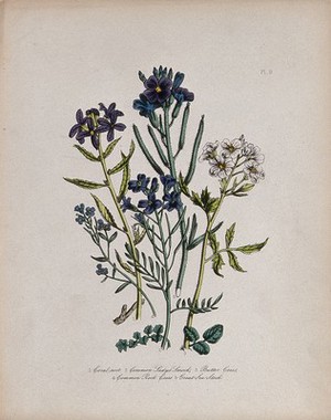 view Five British wild flowers, including coral-root (Dentaria bulbifera), lady's smock (Cardamine pratensis) and rock cress (Arabis species). Coloured lithograph, c. 1846, after H. Humphreys.