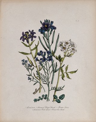 Five British wild flowers, including coral-root (Dentaria bulbifera), lady's smock (Cardamine pratensis) and rock cress (Arabis species). Coloured lithograph, c. 1846, after H. Humphreys.